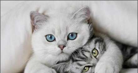 حیوان ها هم عاشق می شوند