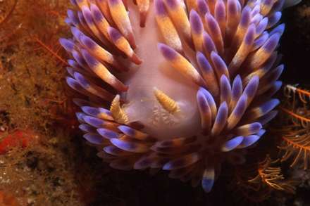 لیسه‌ی دریایی شعله‌ای