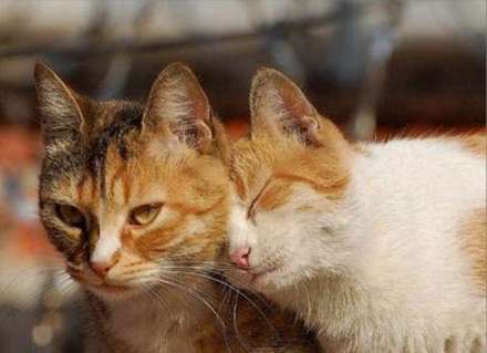 حیوان ها هم عاشق می شوند