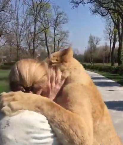 ابراز احساسات دیدنی دو شیر به ناجی شان