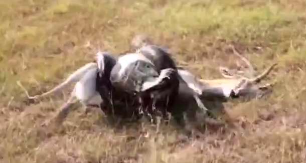 بلعیدن کامل یک غزال توسط مار پیتون