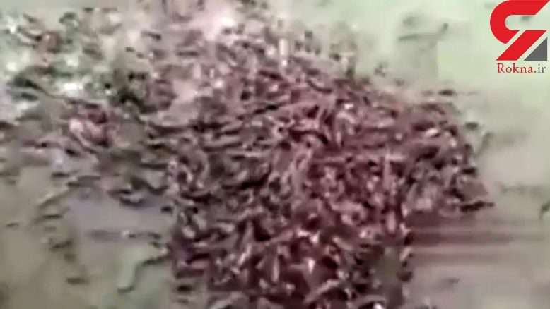 ماهی های گوشتخوار خطرناکتر از تمساح ها