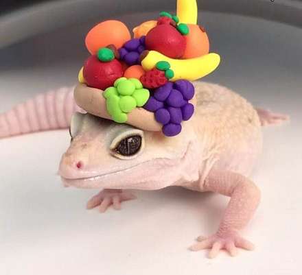 هرچیزی که به این آفتاب پرست بدهید نگه می‌دارد