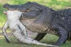 بلعیده شدن یک تمساح توسط هم نوع خود!