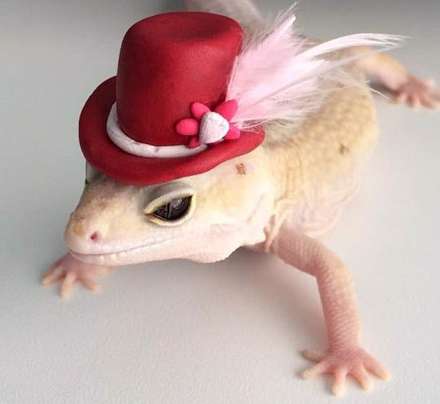 هرچیزی که به این آفتاب پرست بدهید نگه می‌دارد