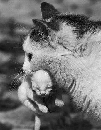 حیوان ها هم عاشق می شوند