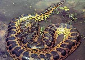 جدال یک پسربچه با پیتون غول‌پیکر