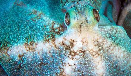 ماهی های واقعی شبیه به نقاشی های آبستره