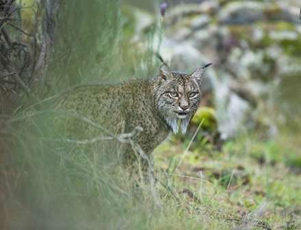 برترین عکس‌های حیات وحش ۲۰۱۷