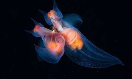 برترین عکس‌های حیات وحش ۲۰۱۷