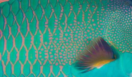 ماهی های واقعی شبیه به نقاشی های آبستره