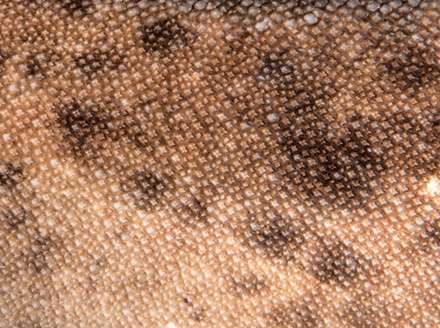 ماهی های واقعی شبیه به نقاشی های آبستره