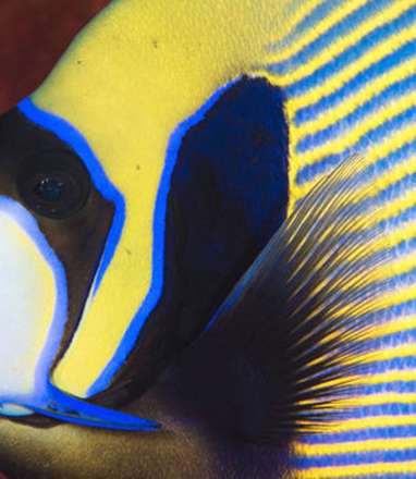 ماهی های واقعی شبیه به نقاشی های آبستره