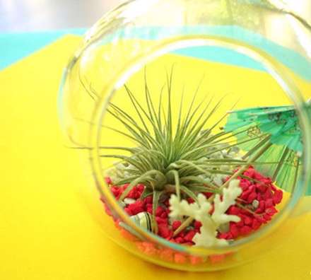 ایده‌هایی زیبا برای داشتن یک تراریوم