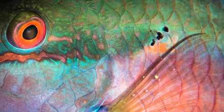 ماهی های واقعی شبیه به نقاشی های آبستره