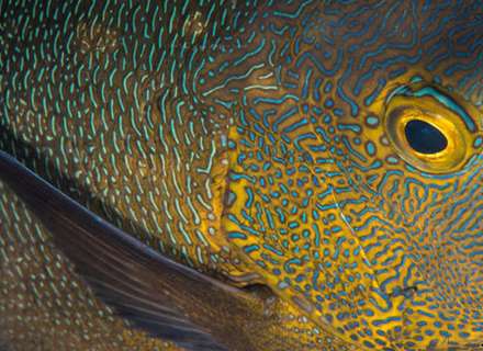 ماهی های واقعی شبیه به نقاشی های آبستره