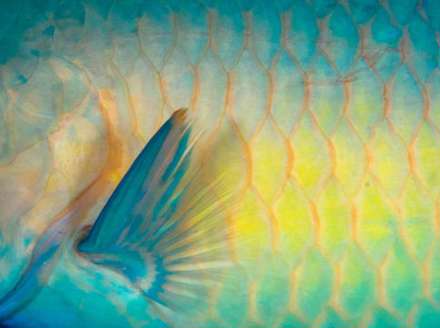 ماهی های واقعی شبیه به نقاشی های آبستره