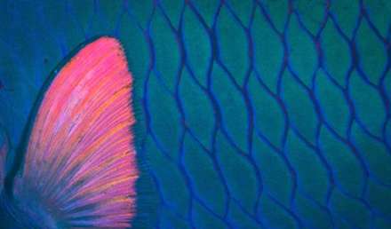 ماهی های واقعی شبیه به نقاشی های آبستره