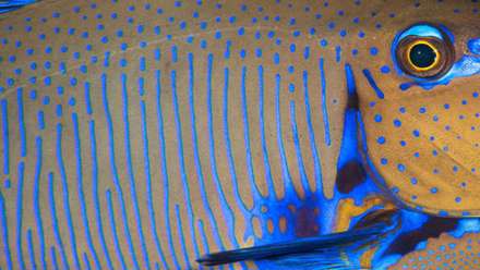 ماهی های واقعی شبیه به نقاشی های آبستره