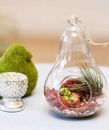 ایده‌هایی زیبا برای داشتن یک تراریوم