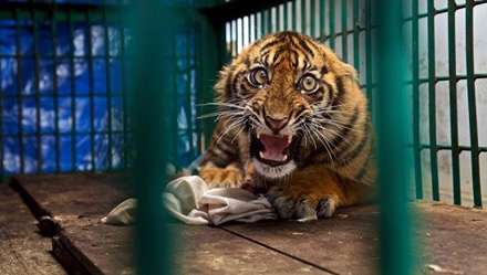 برترین عکس‌های حیات وحش ۲۰۱۷