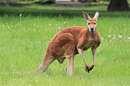 حیوانات کمیاب در استرالیا
