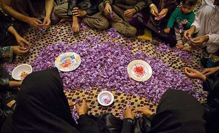 تصاویری از برداشت زعفران