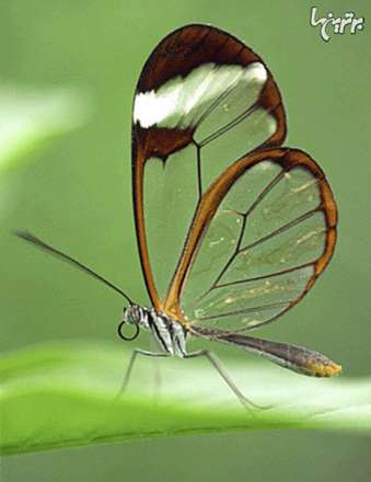 حیواناتی که بدن شفاف و شیشه ای دارند