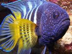 محل عبور ماهی‌ها از خیابان!