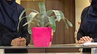 گیاه آکمئا( آموزش به زبان آذری )