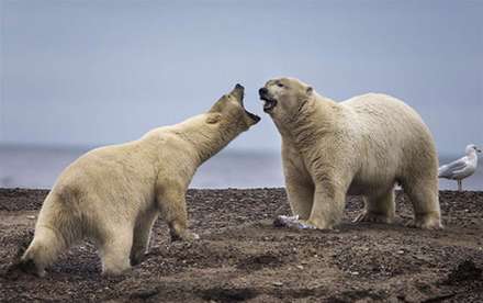زندگی خرس‌های قطبی در روستاهای آلاسکا