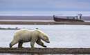 زندگی خرس‌های قطبی در روستاهای آلاسکا