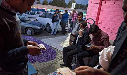 تصاویری از برداشت زعفران