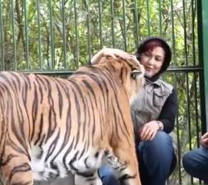 محبت عمیق میان خانم بازیگر و ببر!