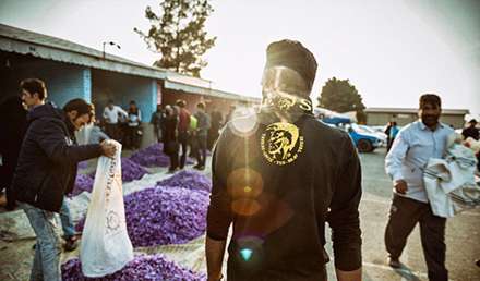 تصاویری از برداشت زعفران