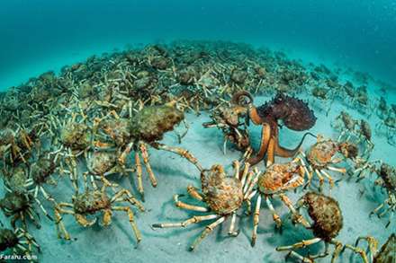 برترین عکس‌های حیات‌وحش 2017