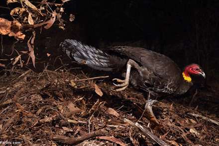 برترین عکس‌های حیات‌وحش 2017