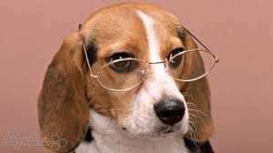 وقتی حیوانات از هوش خود استفاده می کنند!