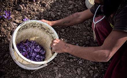 تصاویری از برداشت زعفران