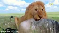 نبرد حیرت انگیز شیر گرسنه با گروه کرکس های وحشی