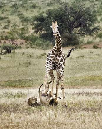 حمله‌های دیدنی شیر‌های گرسنه به یک زرافه