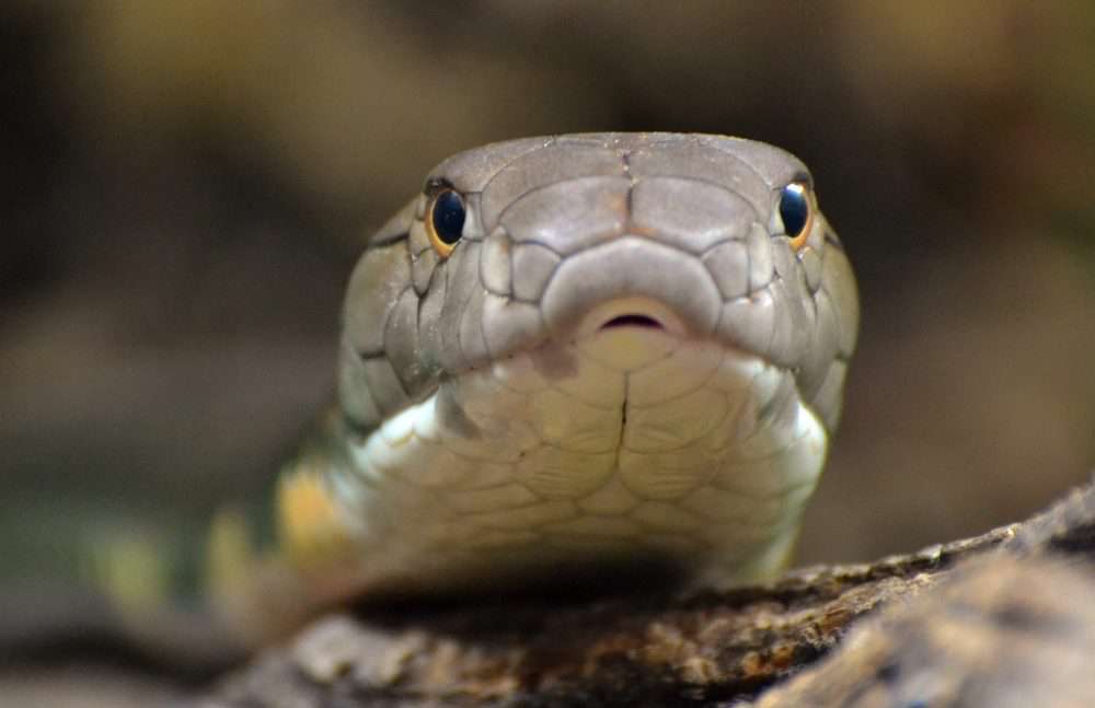 گرفتن مار در مترو