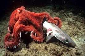 کوسه ای که طعمه هشت پا شد!