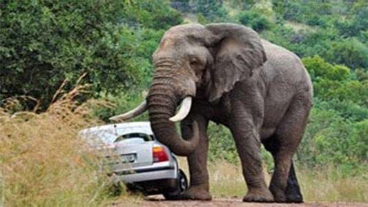 مشکل آفرینی فیل بازیگوش برای رانندگان!