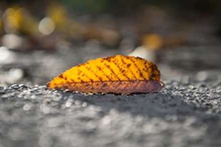 طبیعت پاییزی النگدره