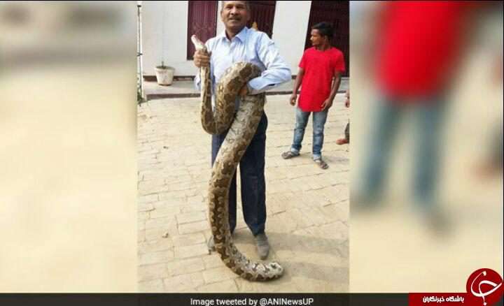 ورود ناگهانی مار پیتون غول پیکر به دانشگاه!