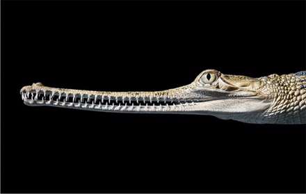 عکاسی که چهره انسانی موجودات در حال انقراض را می‌کشد