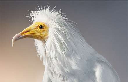 عکاسی که چهره انسانی موجودات در حال انقراض را می‌کشد