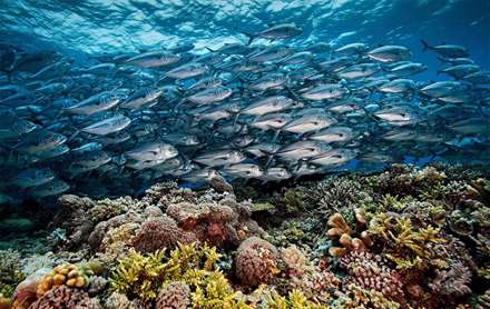 عکس هایی دیدنی از قلب مرجانی فیلیپین