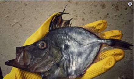 عجیب ترین شکارهای یک ماهیگیر روسی